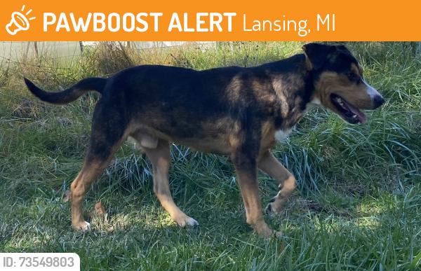 Found/Stray Male Dog last seen Near S Cedar St, Lansing, MI 48911, Lansing, MI 48911