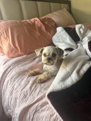 Reunited Female Dog last seen Martin ave, Greensboro, NC 27405