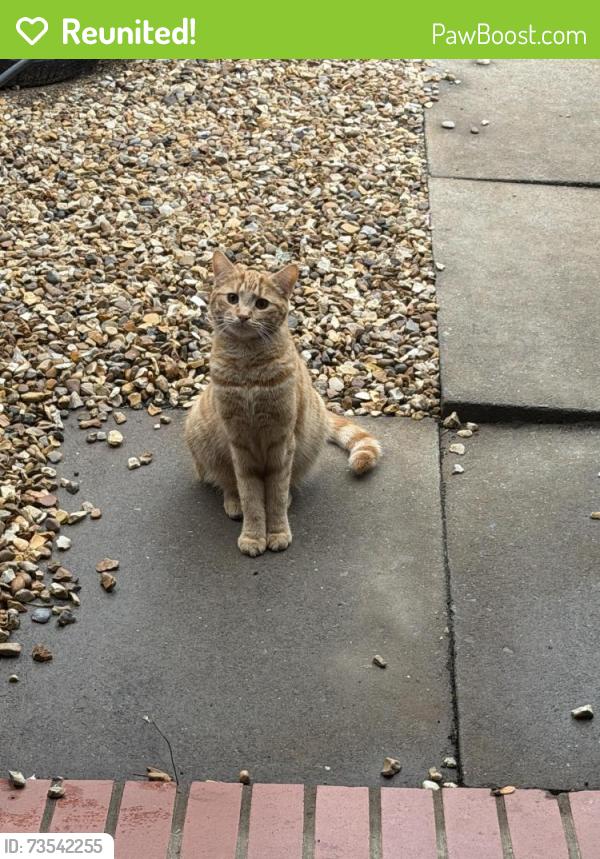 Reunited Male Cat last seen The Lands in Wing, Wing, England LU7 0FD