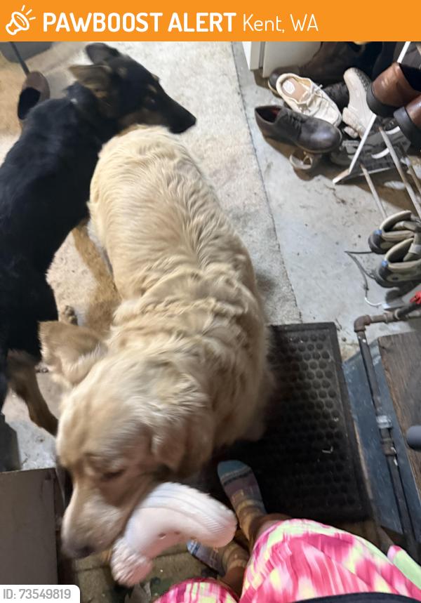Found/Stray Female Dog last seen Near S.E. 277th Place, Kent, WA 98042