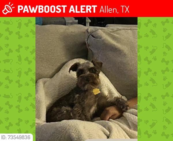 Lost Female Dog last seen Boon Elementary, Allen, TX 75013
