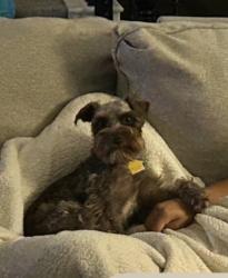 Lost Female Dog last seen Boon Elementary, Allen, TX 75013
