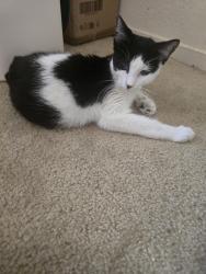 Found/Stray Male Cat last seen Peach and Belmont, Fresno, CA 93727