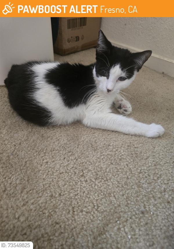 Found/Stray Male Cat last seen Peach and Belmont, Fresno, CA 93727