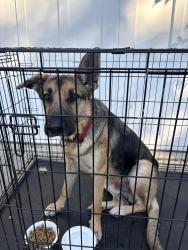 Reunited Male Dog last seen Rose & Pine, Lodi, CA 95240