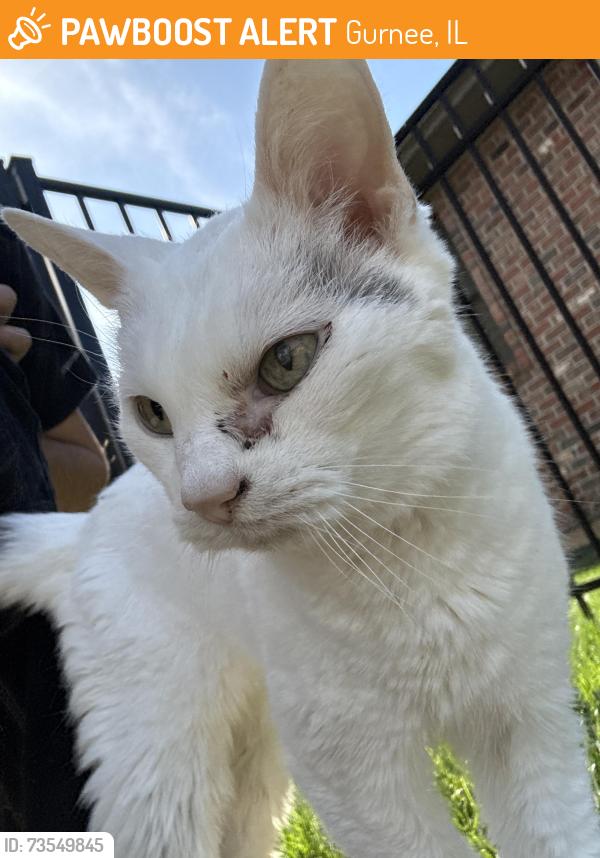 Found/Stray Unknown Cat last seen Hunt club, Gurnee, IL 60031