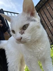 Found/Stray Unknown Cat last seen Hunt club, Gurnee, IL 60031