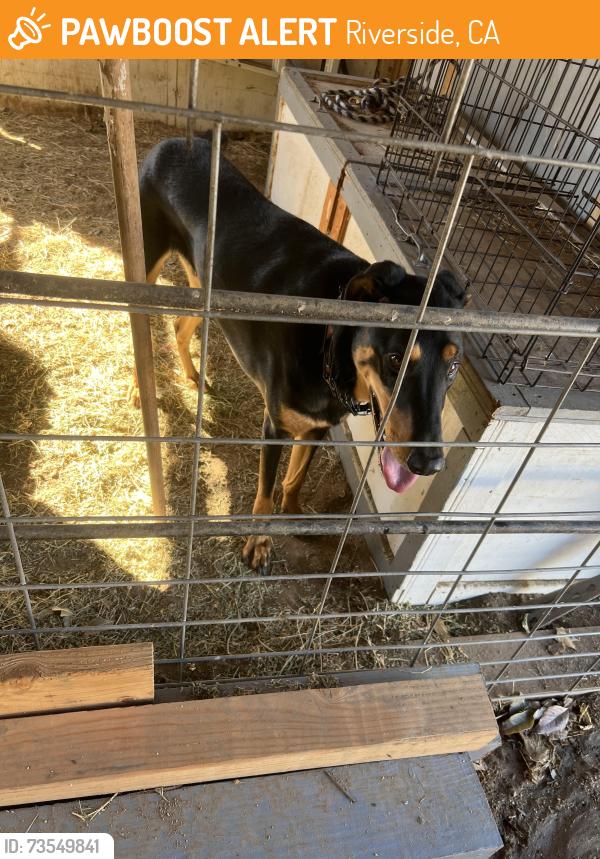 Found/Stray Male Dog last seen 53rd/steve st, Riverside, CA 92501