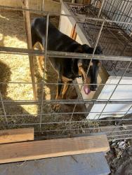 Found/Stray Male Dog last seen 53rd/steve st, Riverside, CA 92501