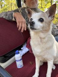 Reunited Female Dog last seen NC 22 HWY, Robbins, NC, NC-22, NC 27208