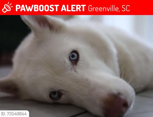 Lost Male Dog last seen Poinsett bridge way Greenville near Laurens rd, Greenville, SC 29607