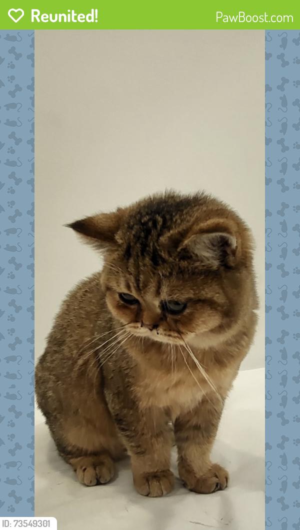 Reunited Unknown Cat last seen 59th street and Lexington ave, New York, NY 10022