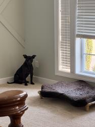 Lost Male Dog last seen Harris Rd & Poplar Tent, Concord, NC 28027