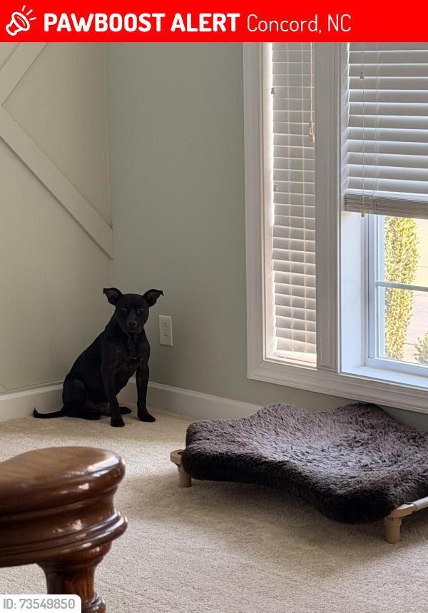 Lost Male Dog last seen Harris Rd & Poplar Tent, Concord, NC 28027
