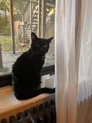 Lost Male Cat last seen Near Madison St, Brooklyn, New York, Brooklyn, NY 11216
