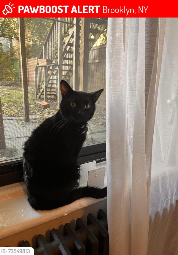 Lost Male Cat last seen Near Madison St, Brooklyn, New York, Brooklyn, NY 11216