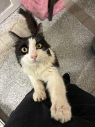 Shelter Stray Male Cat last seen Near E Cherry Ln, Layton, UT 84040, USA, 1422 E 600 N, Fruit Heights, UT 84037, USA
