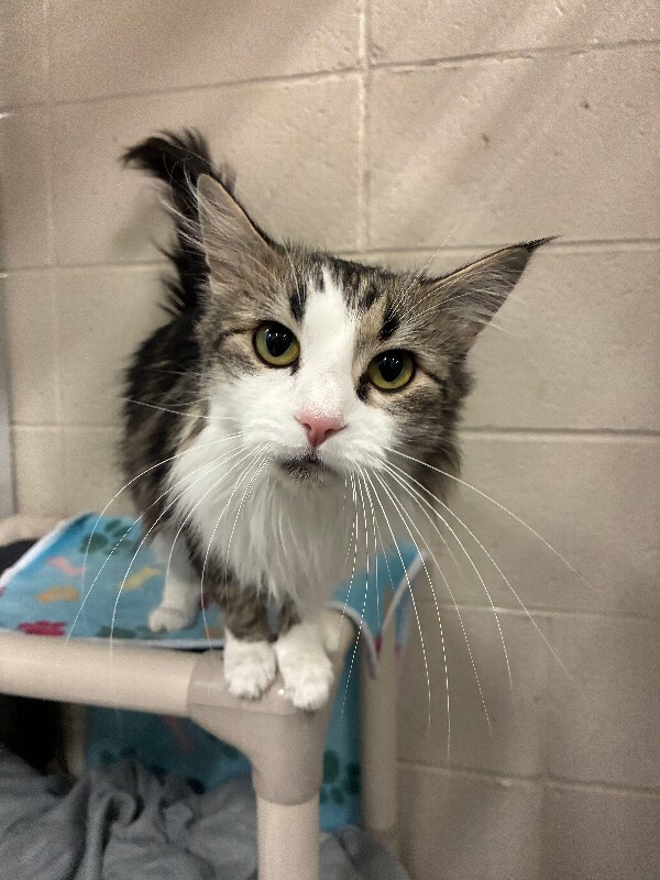 Shelter Stray Female Cat last seen Near S 500 W, Bountiful, UT 84010, USA, 1422 E 600 N, Fruit Heights, UT 84037, USA
