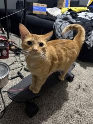 Lost Male Cat last seen Near Tabilore loop, Delaware, OH 43015