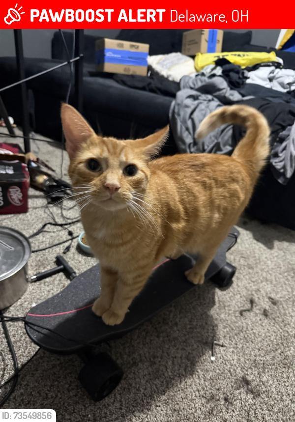 Lost Male Cat last seen Near Tabilore loop, Delaware, OH 43015
