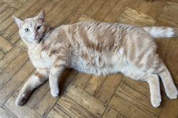 Reunited Male Cat last seen West cavour St, Daly City CA 94014, Daly City, CA 94014