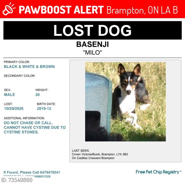 Lost Male Dog last seen Creditview/Sandalwood, Brampton, ON L7A 3B3