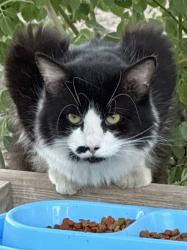 Found/Stray Unknown Cat last seen Cooper and baseline in Gilbert, Gilbert, AZ 85233
