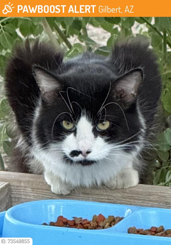 Found/Stray Unknown Cat last seen Cooper and baseline in Gilbert, Gilbert, AZ 85233