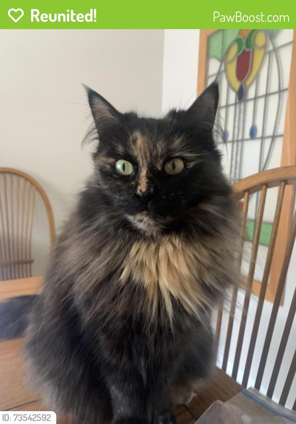 Reunited Female Cat last seen Mooneys bay, Ottawa, ON K1V 6L9