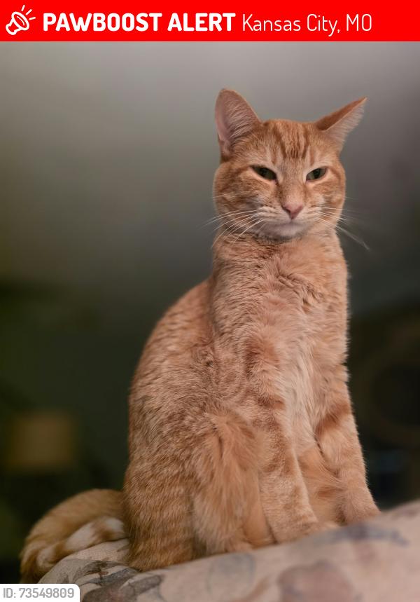 Lost Female Cat last seen Antioch and NE 68th Terrace, Kansas City, MO 64119