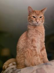 Lost Female Cat last seen Antioch and NE 68th Terrace, Kansas City, MO 64119