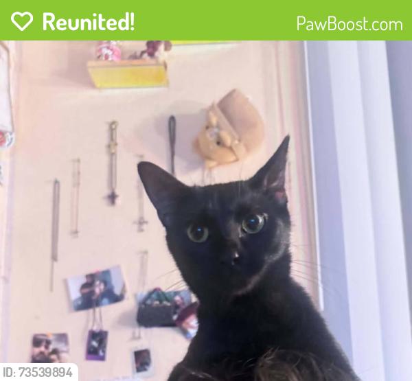 Reunited Female Cat last seen wall between budge suiets and The Heritage apmts, Phoenix, AZ 85027