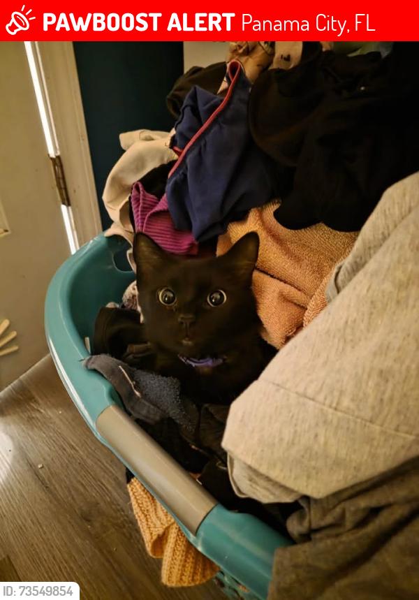Lost Female Cat last seen 23rd and 15th st., Panama City, FL 32405