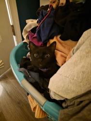 Lost Female Cat last seen 23rd and 15th st., Panama City, FL 32405