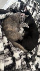 Reunited Female Cat last seen Near Plunkett St, Hollywood, FL 33020, EE. UU., Hollywood, FL 33020
