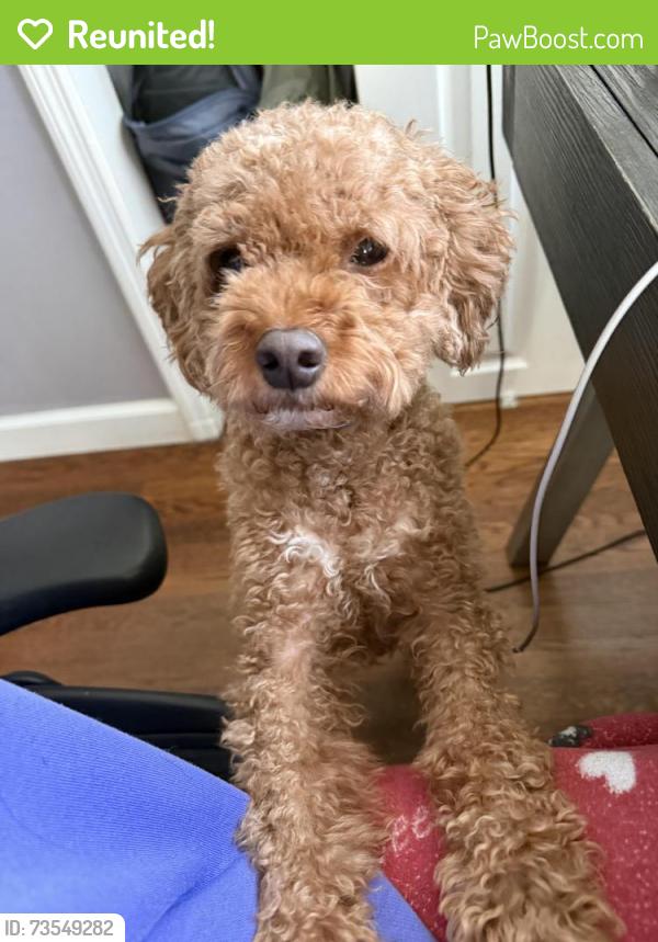 Reunited Male Dog last seen Annandale Road and Carol Lane, Falls Church, VA 22042