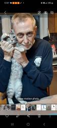 Lost Male Cat last seen Alexander Heights neighborhood, Festus, MO 63028