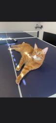 Lost Male Cat last seen The Henry @ Ranchstone Apt, Houston, TX 77064