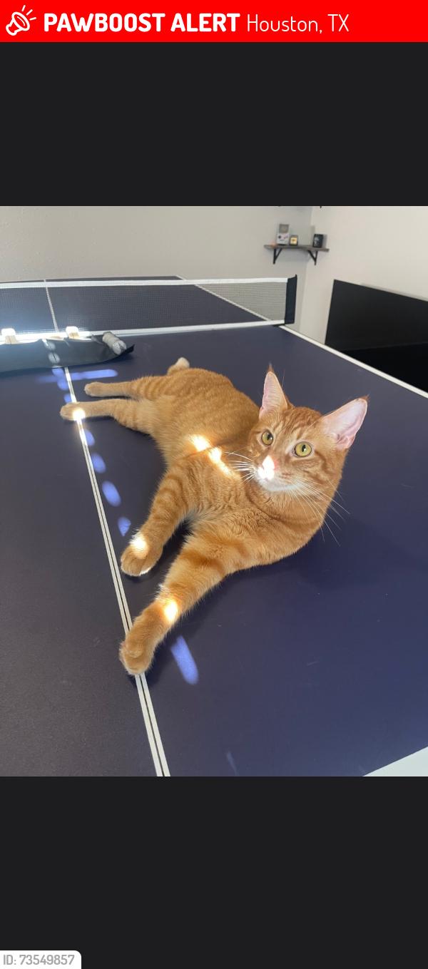 Lost Male Cat last seen The Henry @ Ranchstone Apt, Houston, TX 77064