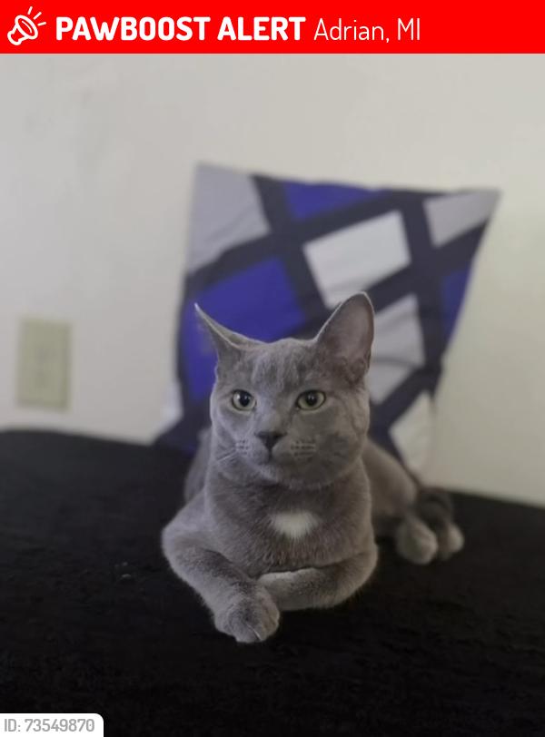 Lost Male Cat last seen Maumee by Adrian college, Adrian, MI 49221