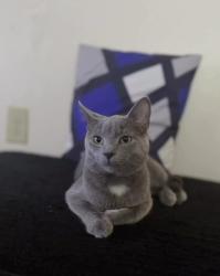 Lost Male Cat last seen Maumee by Adrian college, Adrian, MI 49221