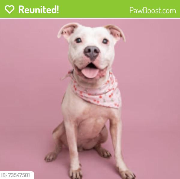 Reunited Female Dog last seen Old settlement road, Greenville County, SC 29690