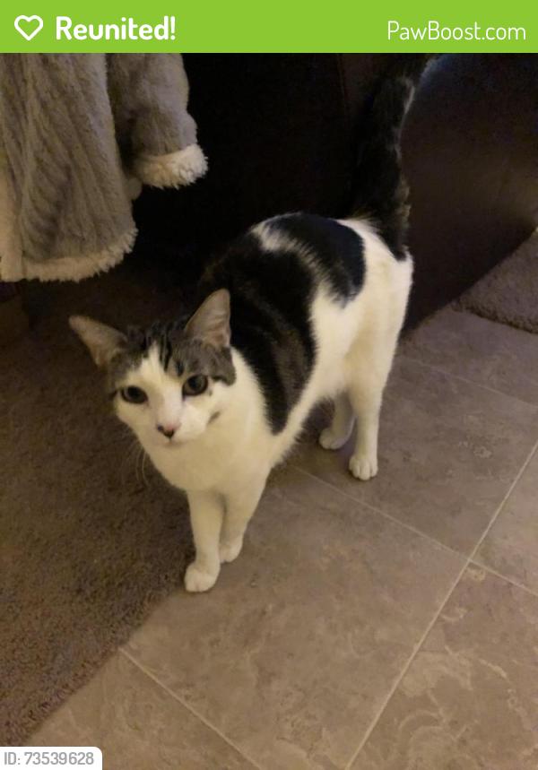 Reunited Male Cat last seen 47th Ave and Olive, Glendale, AZ 85302