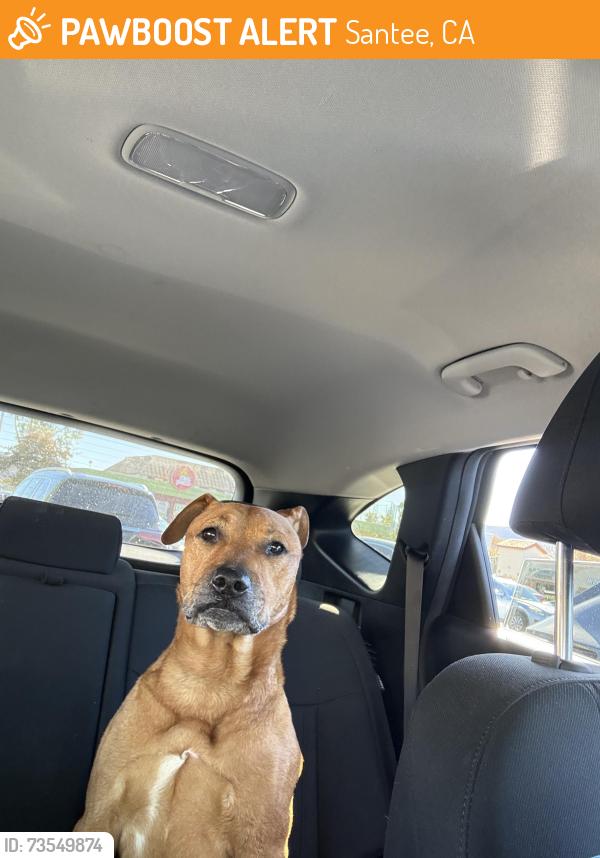 Found/Stray Male Dog last seen Hillcreek, Santee, CA 92071
