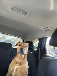 Found/Stray Male Dog last seen Hillcreek, Santee, CA 92071