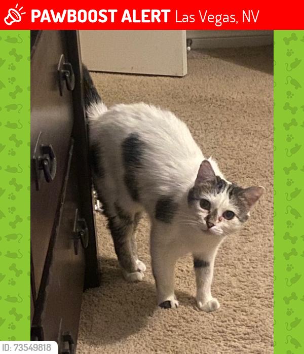 Lost Female Cat last seen Sunset & Grand Canyon, Las Vegas, NV 89148