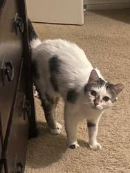 Lost Female Cat last seen Sunset & Grand Canyon, Las Vegas, NV 89148