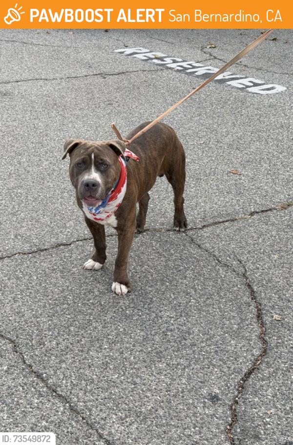 Found/Stray Male Dog last seen Shandin Hills Behavior Health Center San Bernardino, San Bernardino, CA 92407