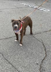 Found/Stray Male Dog last seen Shandin Hills Behavior Health Center San Bernardino, San Bernardino, CA 92407