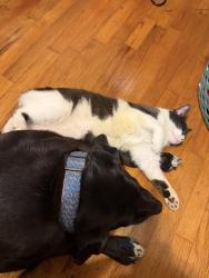 Lost Female Cat last seen Jefferson and William, Jefferson, LA 70121
